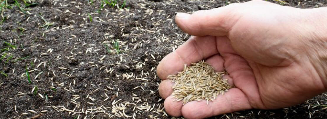 A pile of grass seed in a hand and on the ground