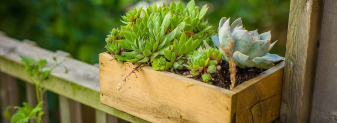 Plant in pot sitting on a ledge