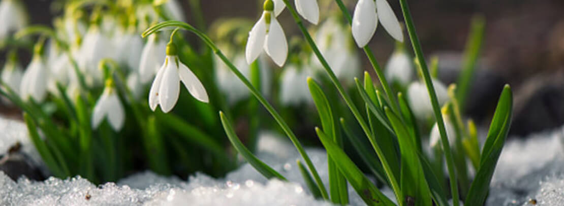 Plants in frost