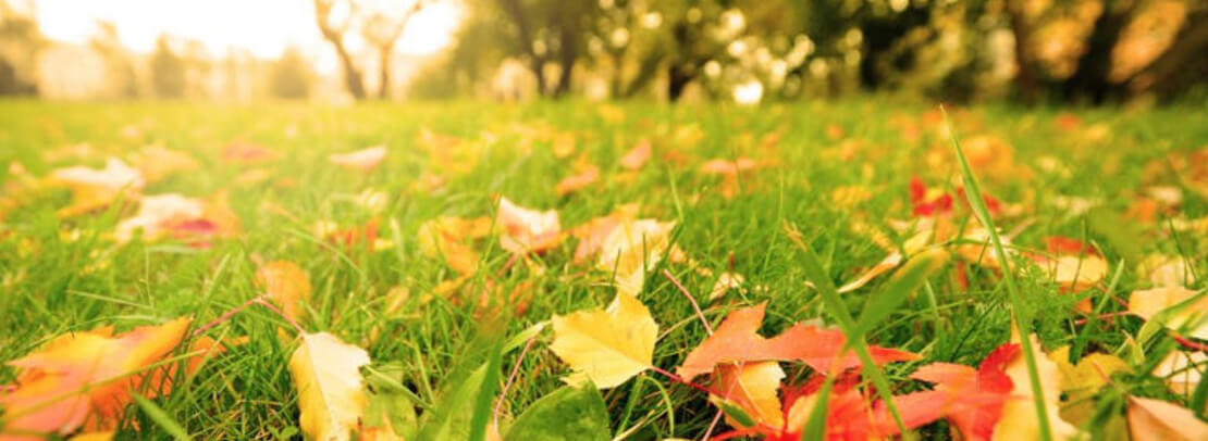 Orange and yellow leaves in the grass