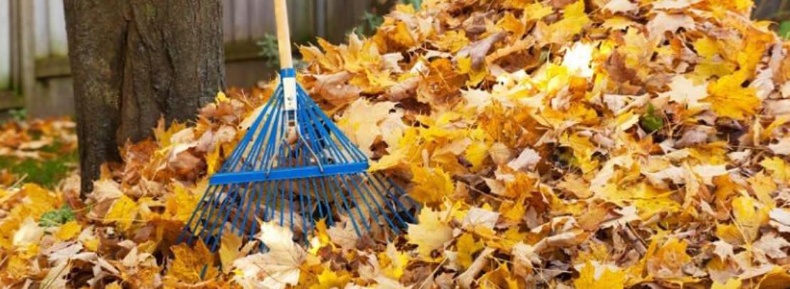 A rake in a big pile of leaves