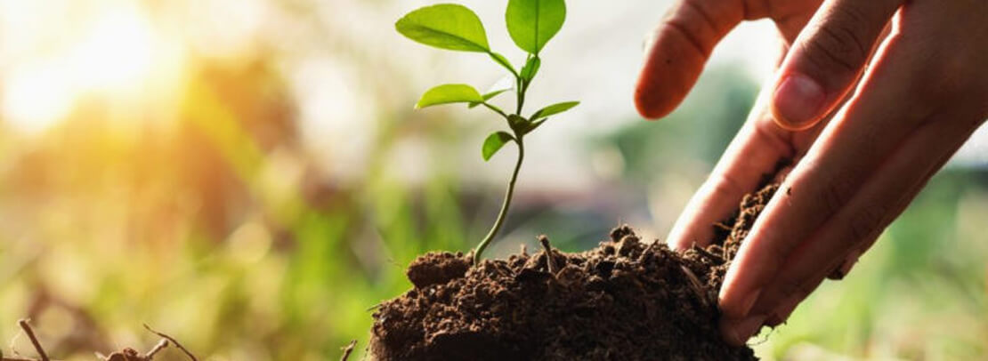 Hand adding soil to a sprouting plant