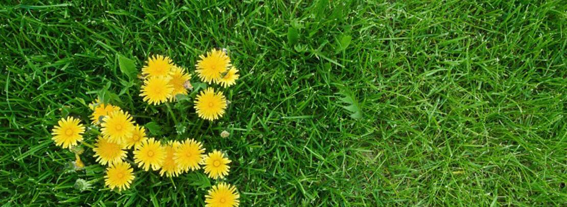 Yellow flowers in the grass