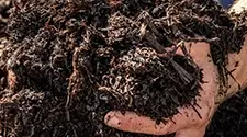 Burlington mushroom compost, gallery photo