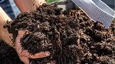 Toronto mushroom compost, gallery photo