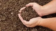 Toronto mushroom compost, gallery photo