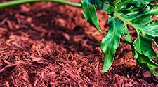 Burlington Red Mulch, gallery photo