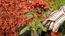 Burlington Red Mulch, gallery photo