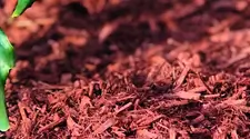 Milton Red Mulch, gallery photo