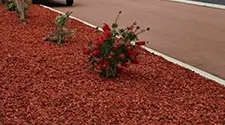 Milton Red Mulch, gallery photo