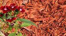 Milton Red Mulch, gallery photo