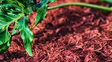 Mississauga Red Mulch, gallery photo