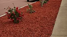 Mississauga Red Mulch, gallery photo