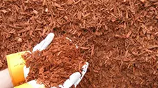 Mississauga Red Mulch, gallery photo