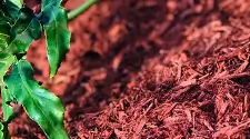 Toronto Red Mulch, gallery photo