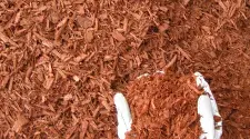 Toronto Red Mulch, gallery photo