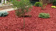 Milton Red Mulch, gallery photo