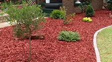 Mississauga Red Mulch, gallery photo