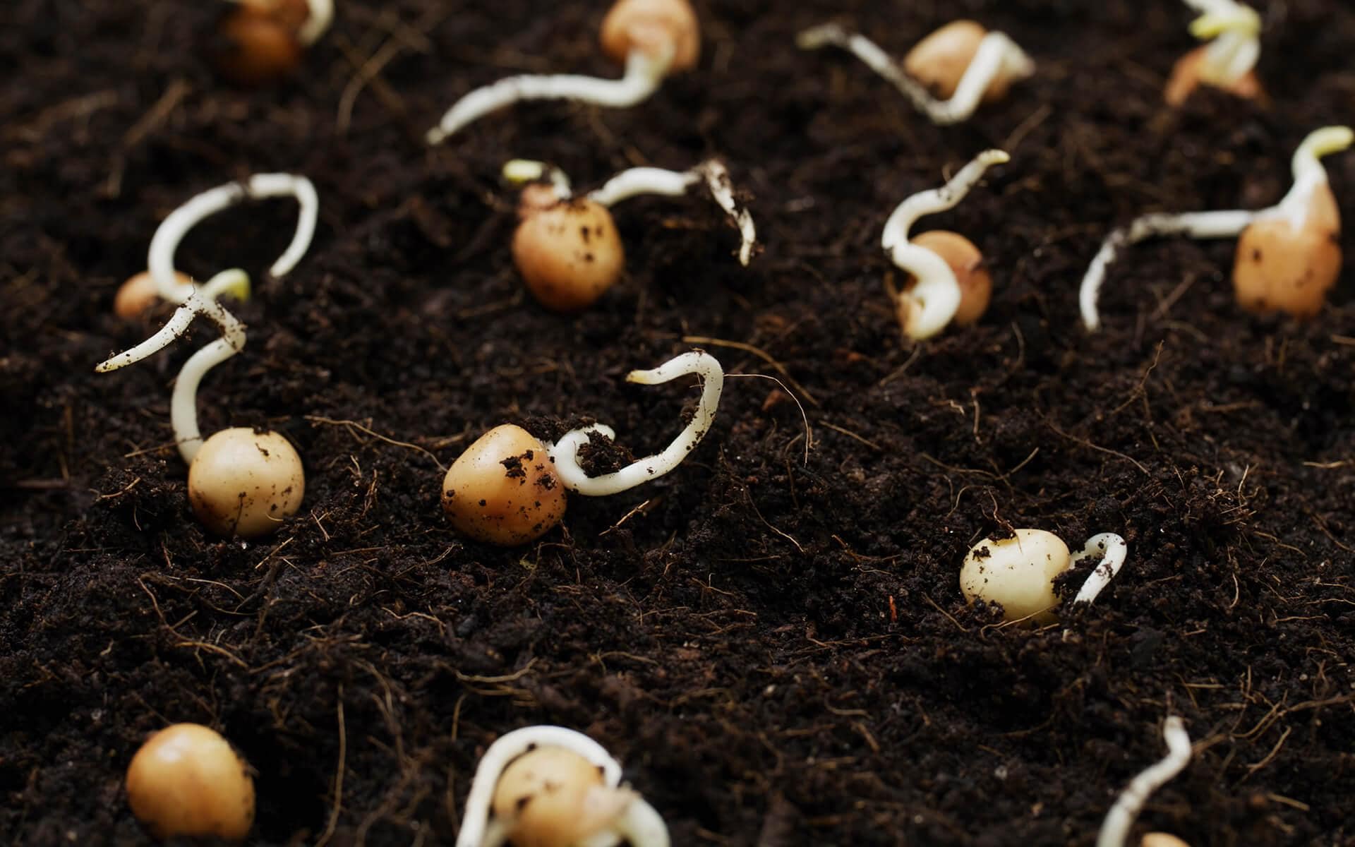 How to Germinate Seeds: Soil vs. Paper Towel Method Explained