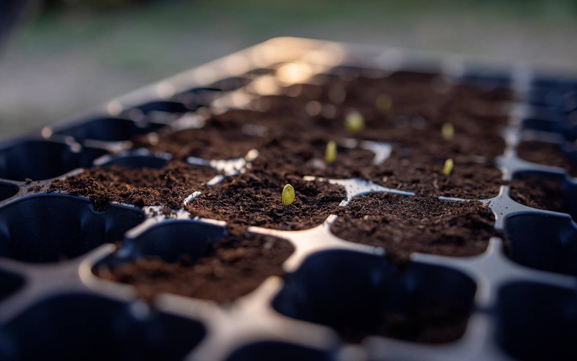 How to Germinate Seeds: Soil vs. Paper Towel Method Explained