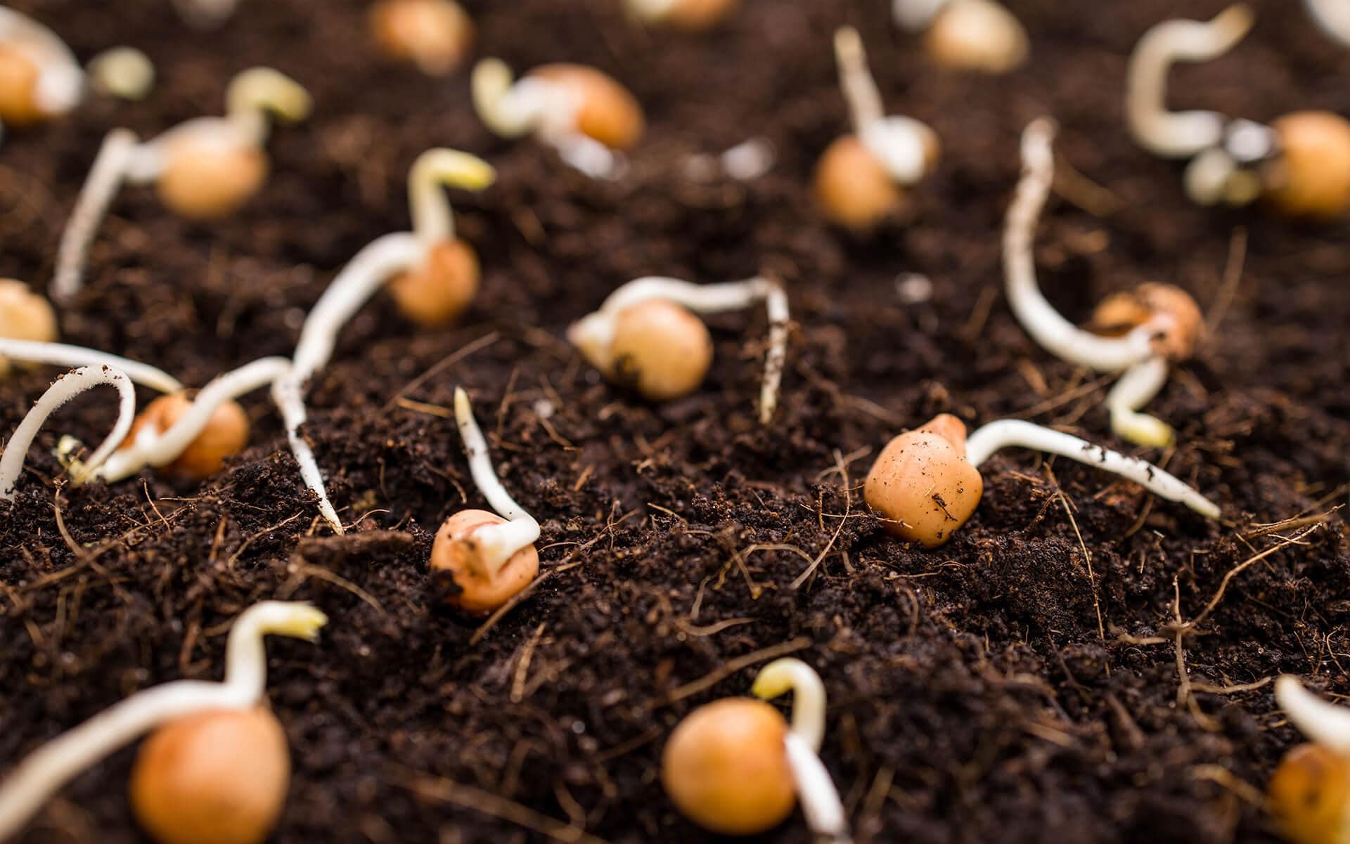 How to Germinate Seeds: Soil vs. Paper Towel Method Explained