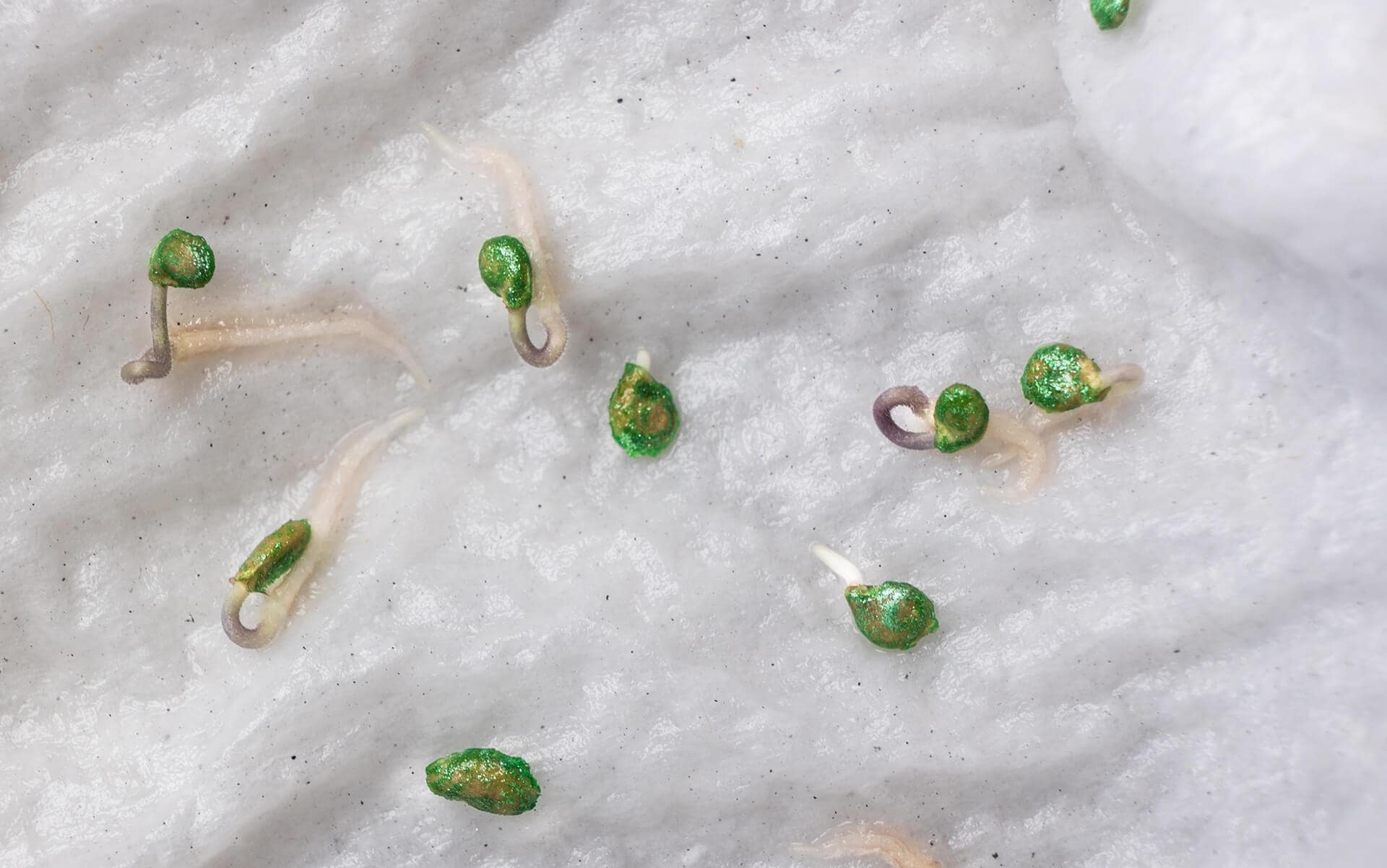 How to Germinate Seeds: Soil vs. Paper Towel Method Explained