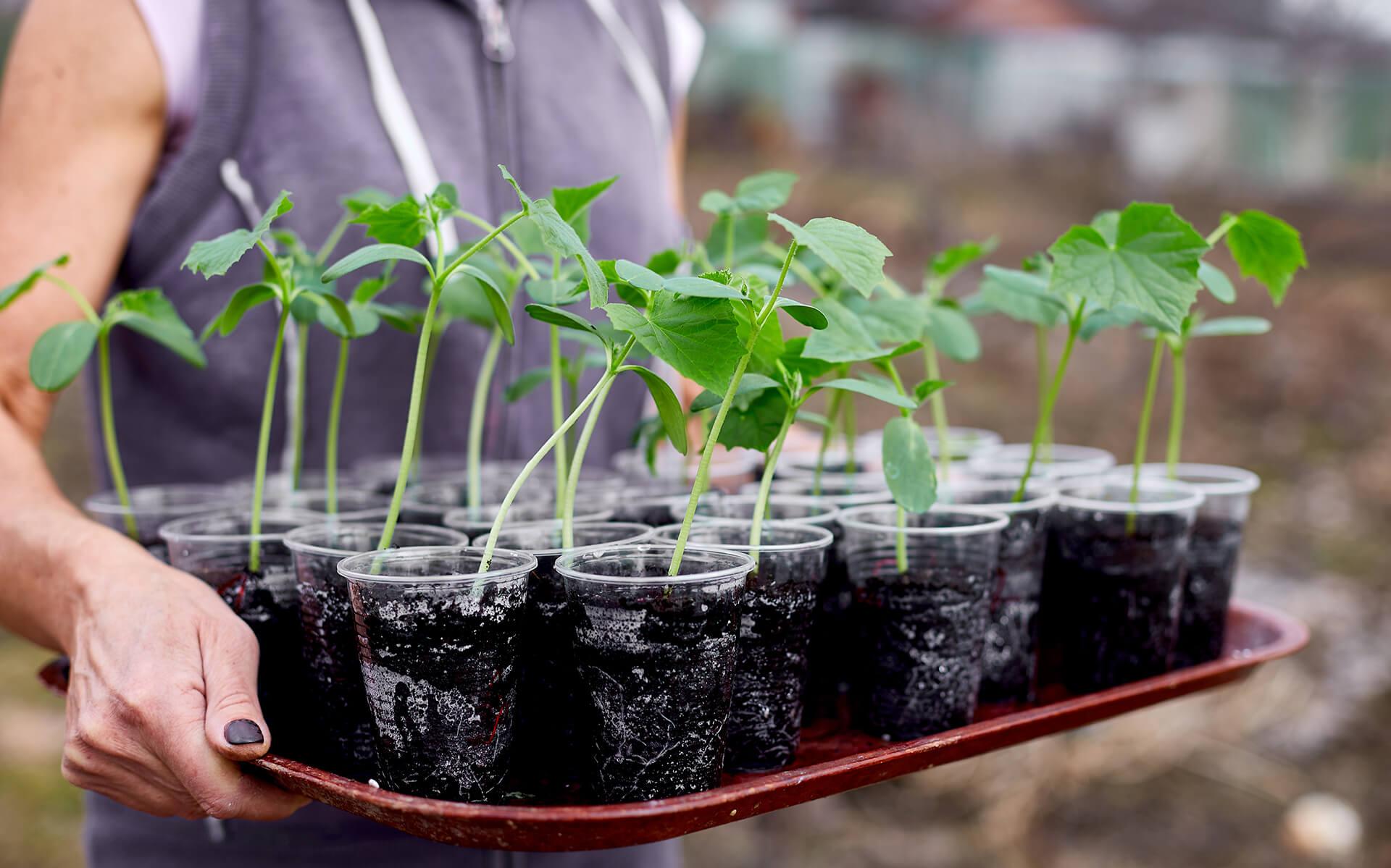 How to Germinate Seeds: Soil vs. Paper Towel Method Explained